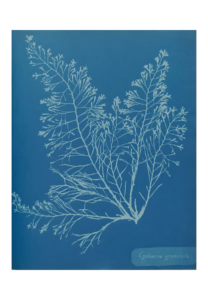 Reproduction - British Algae, Cystoseira Granulata- Anna Atkins - 1843